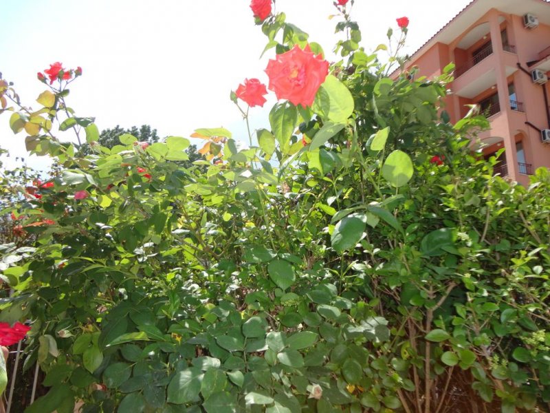 Хотел Блек сий - Снимка 2