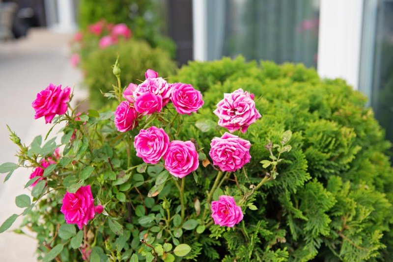 Хотел Адена - Снимка 10