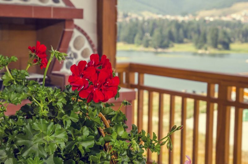 Вила Парк Сърница - Снимка 5