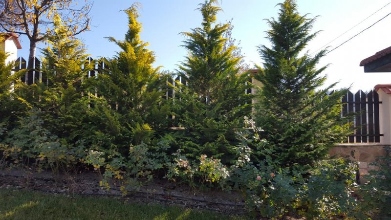 Къщи за гости КООП Добринище  - Снимка 3