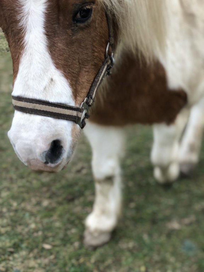 Къща за гости Рая - Снимка 5