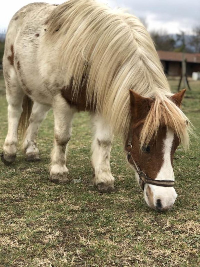 Къща за гости Рая - Снимка 4