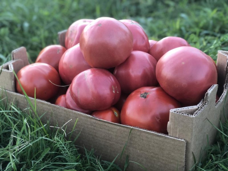 Къща за гости Рая - Снимка 9