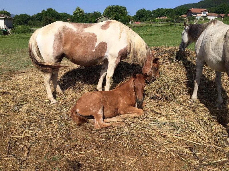 Къща за гости Рая - Снимка 8