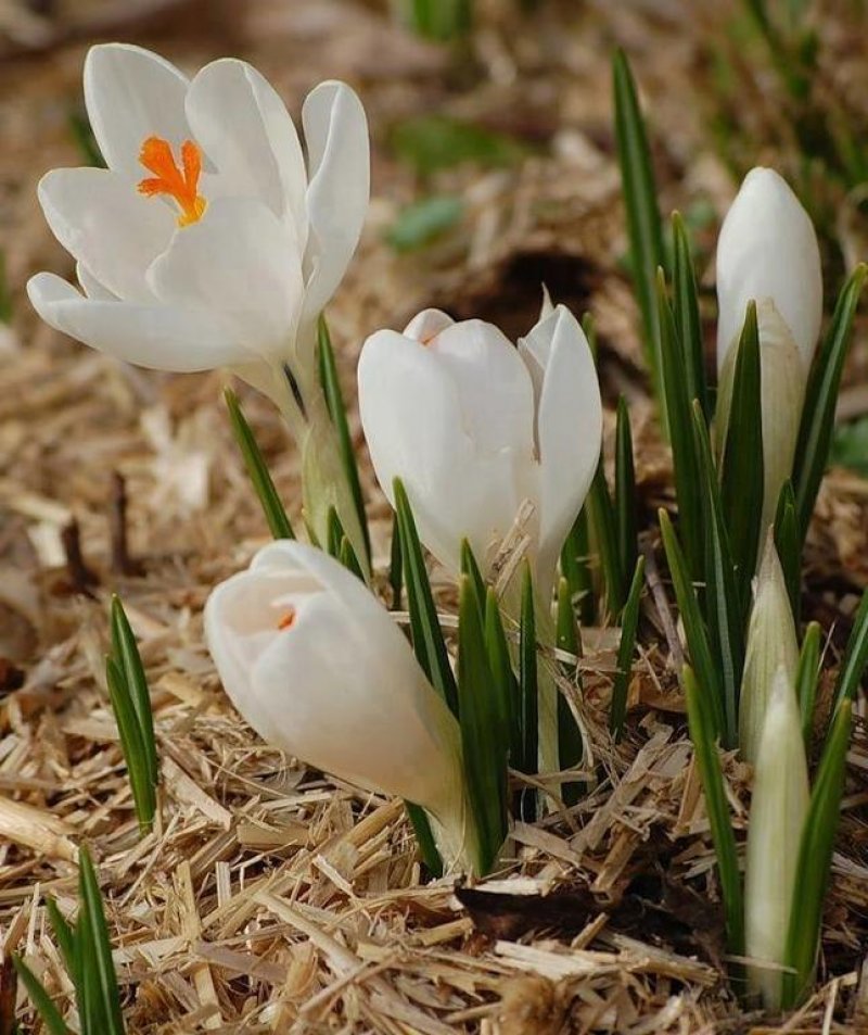 Бунгала Воденицата - Снимка 9