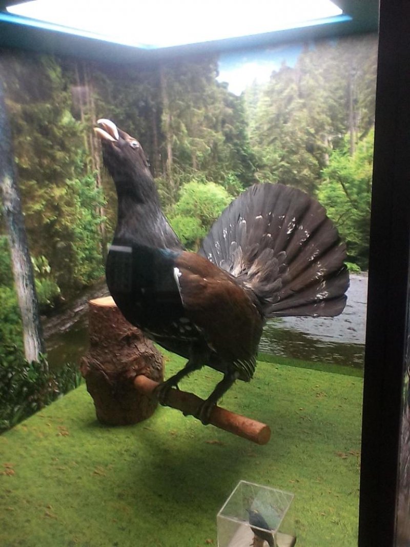 Къща за гости Почивка - Снимка 4