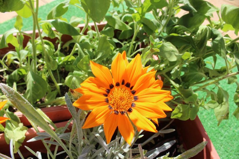 Къща Сиана - Снимка 5