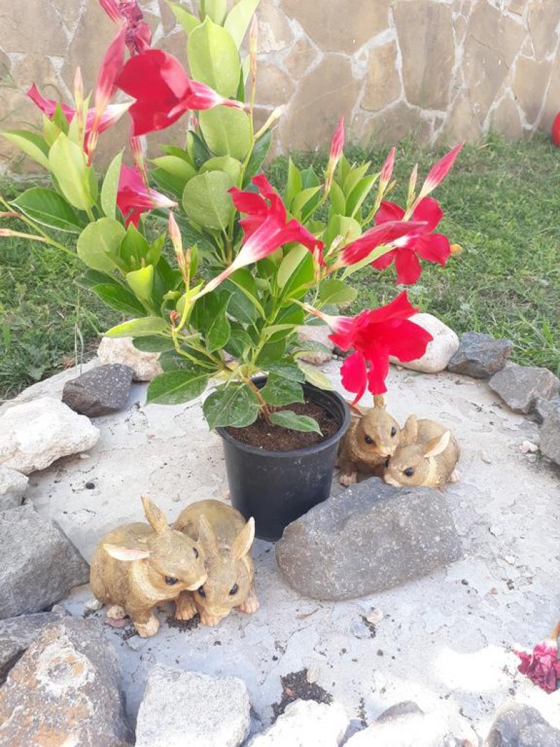 Къща Сиана - Снимка 7