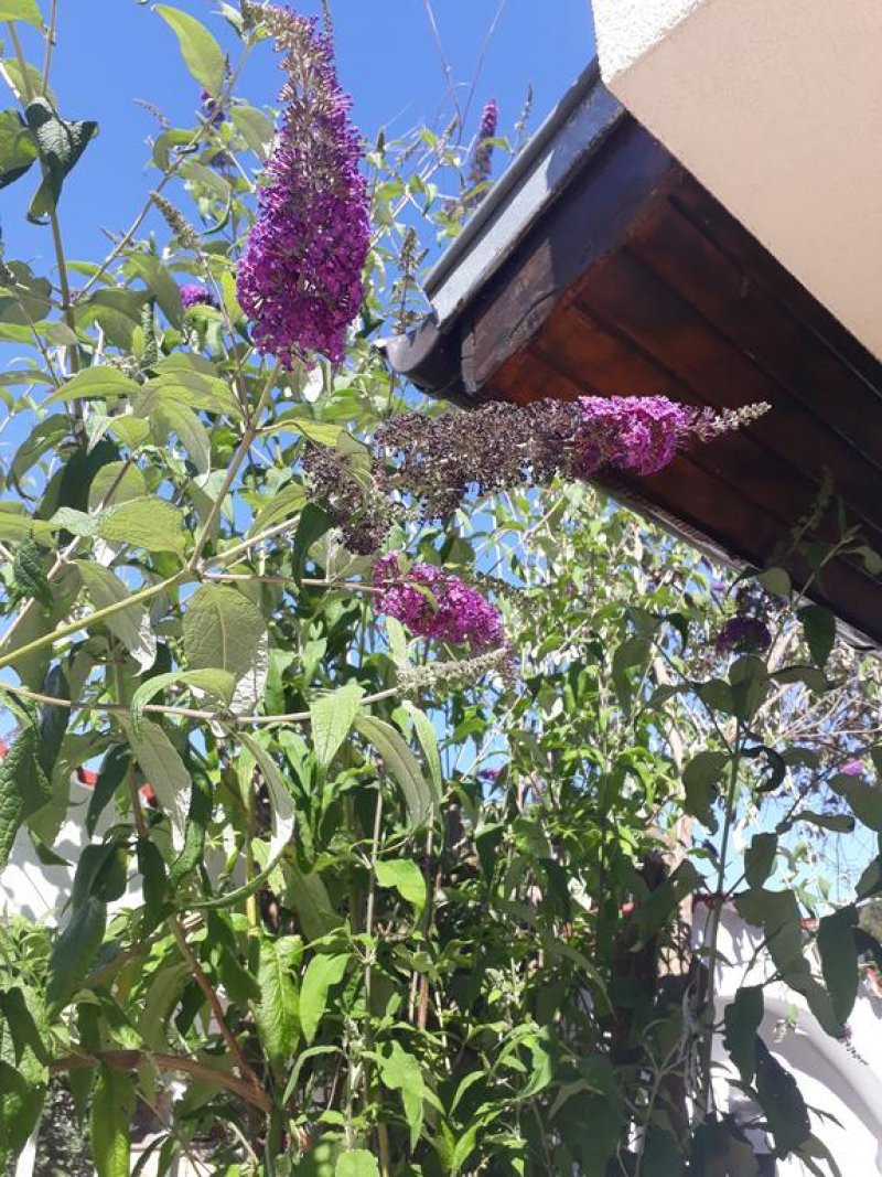 Къща Сиана - Снимка 3