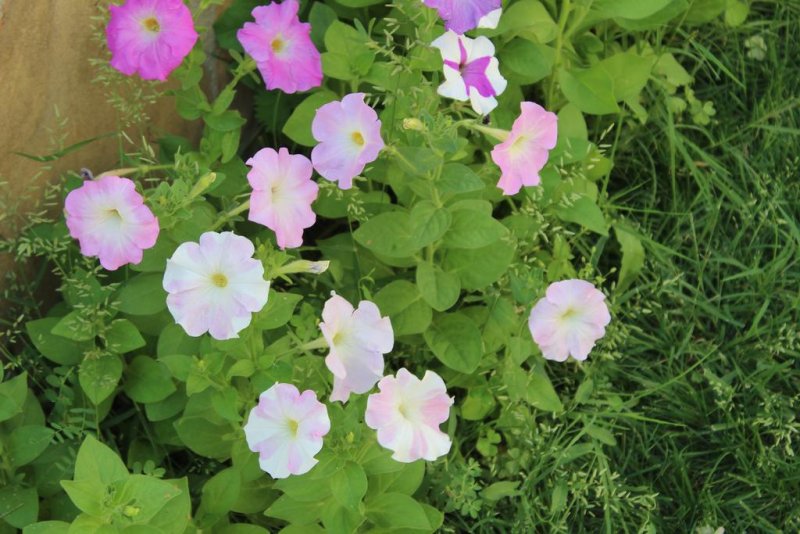 Къща Сиана - Снимка 1