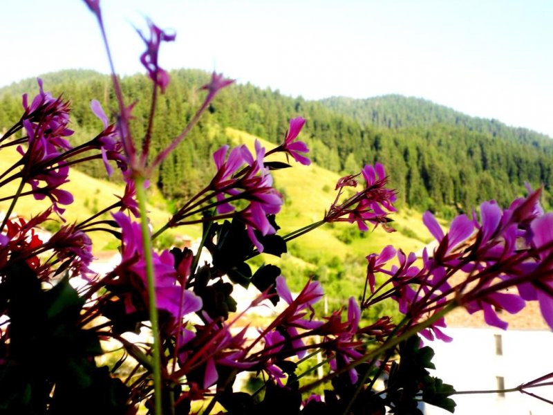 Хотел Феникс - Снимка 8