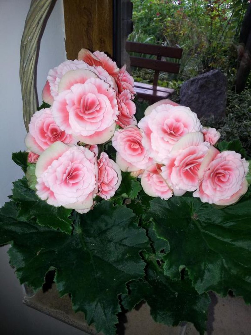 Апартхотел Примавера 2 - Снимка 5