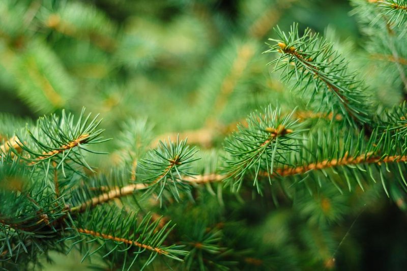 Хотел Яев - Снимка 9