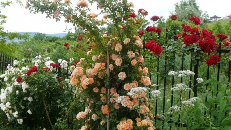 Апарт Комплекс Хармони Хилс - Снимка 7