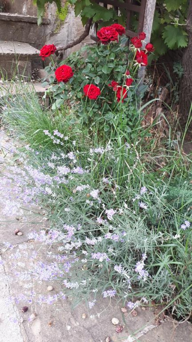 Къща за гости Зарковата къща - Снимка 11