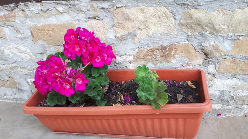 Къща за гости Зарковата къща - Снимка 3