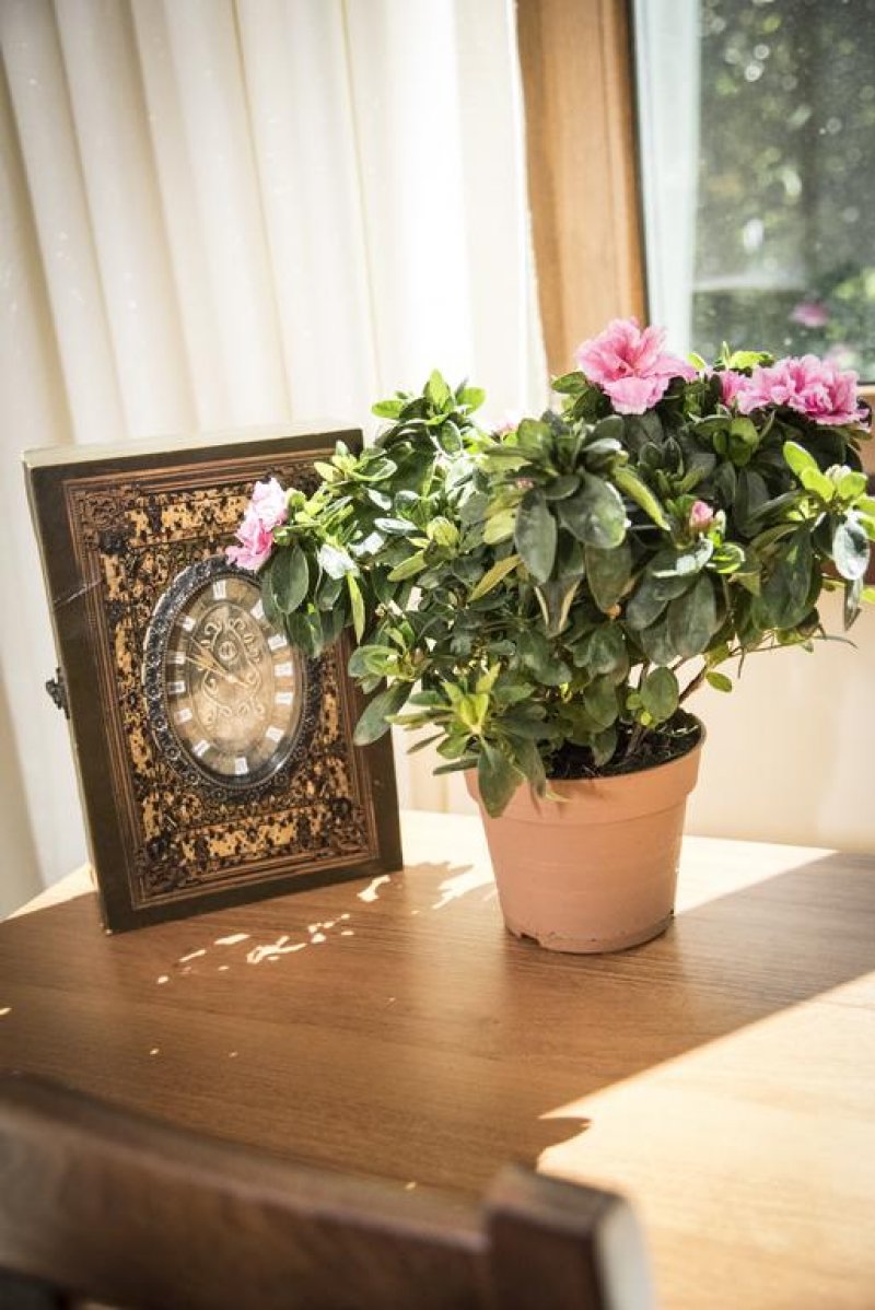 Хотел Света Неделя - Снимка 11