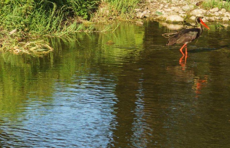 Вили Перперешка Река - Снимка 4