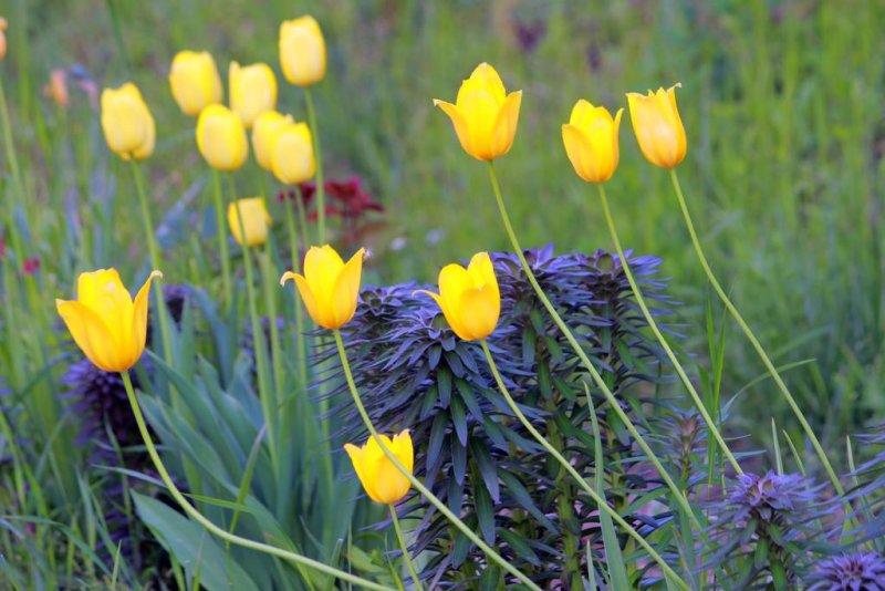 Вили Перперешка Река - Снимка 1