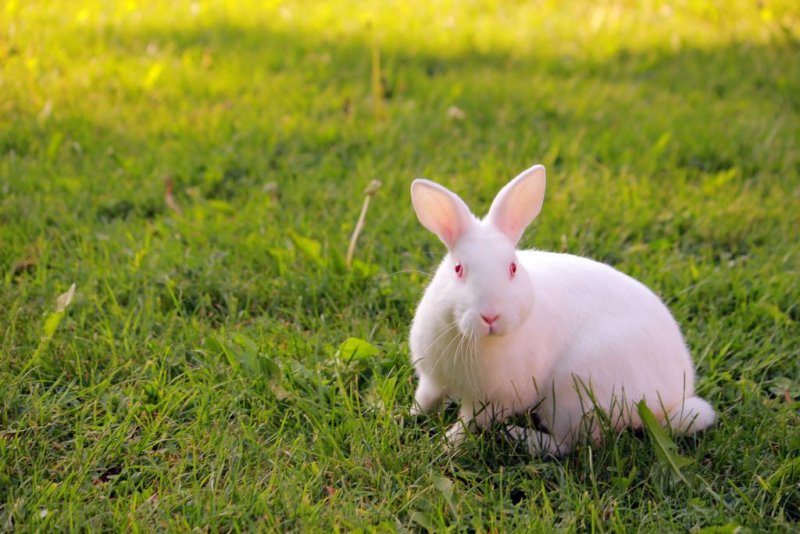 Вили Перперешка Река - Снимка 1