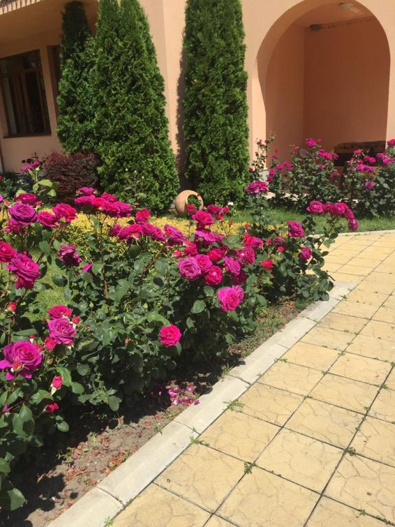 Апартхотел Палацо - Снимка 8