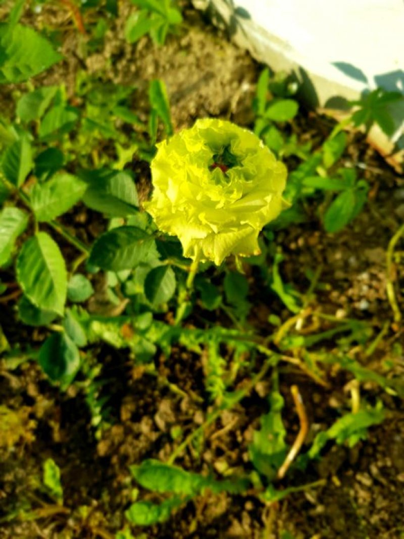 Хотел Елит Палас и  СПА - Снимка 3