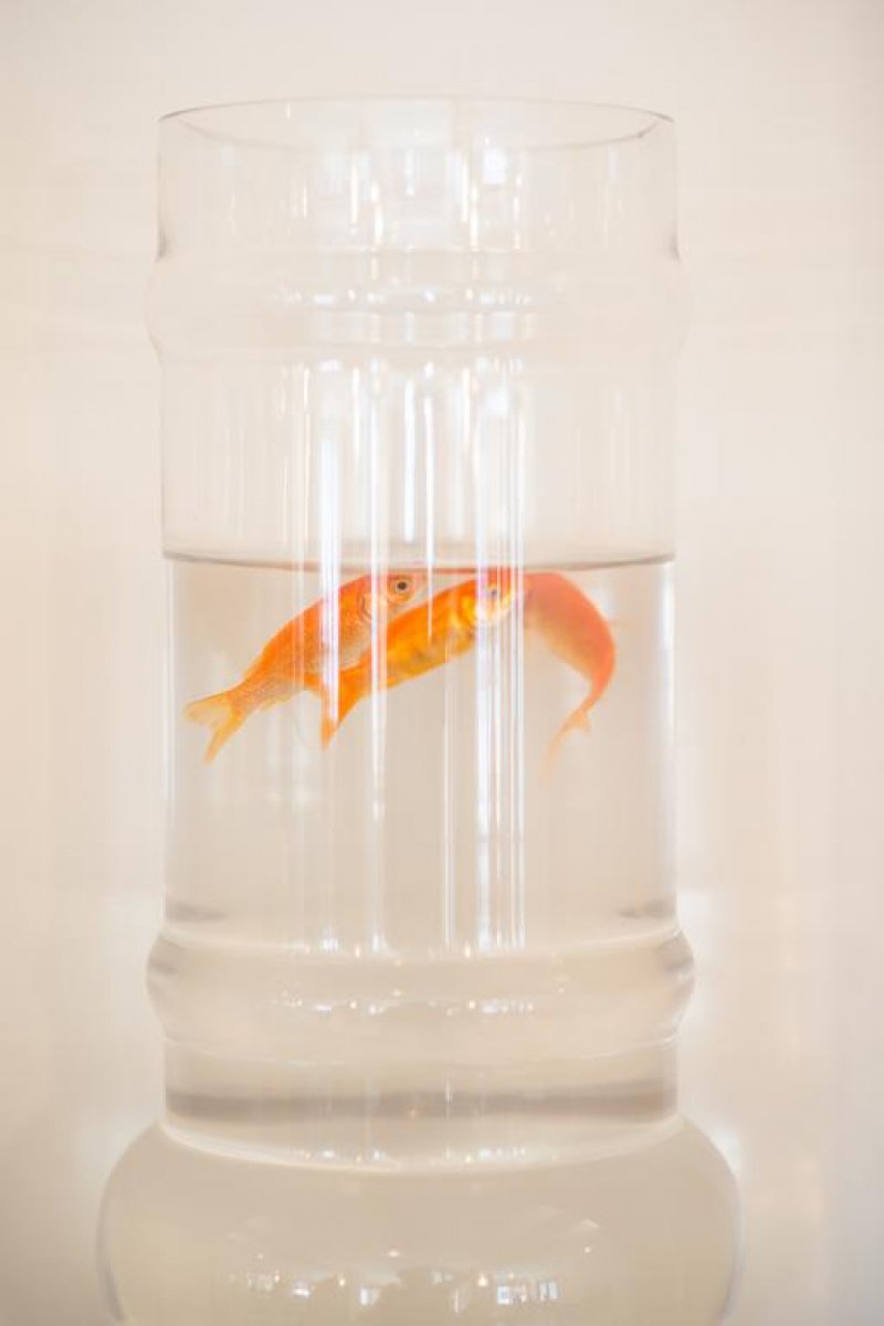 Regina Mare - Снимка 4