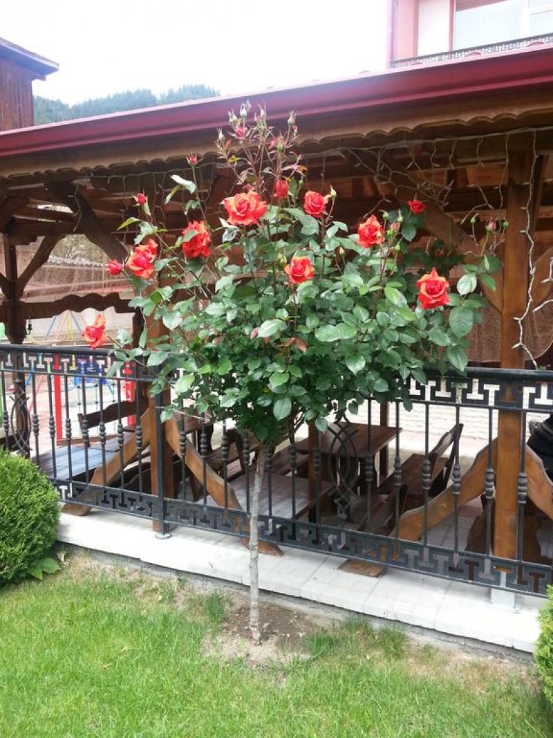 Семеен хотел Йола - Снимка 7