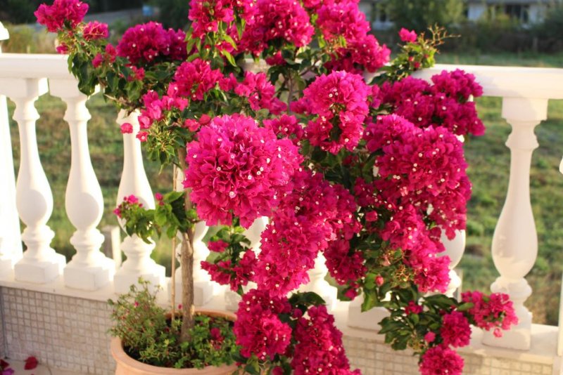 Апартхотел Вила Ливия - Снимка 9