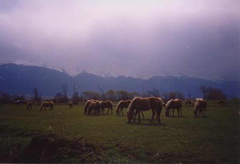 Комплекс Еко къщи Лещен - Снимка 9