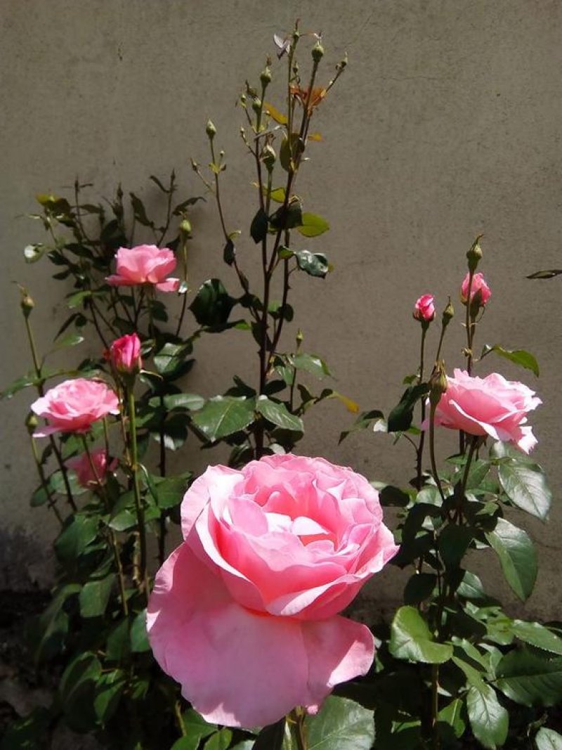 Вили Извора - Снимка 1