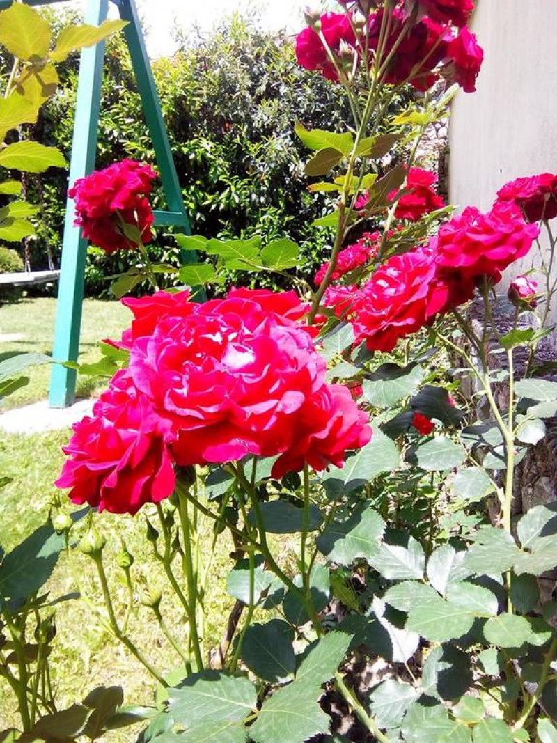 Вили Извора - Снимка 9