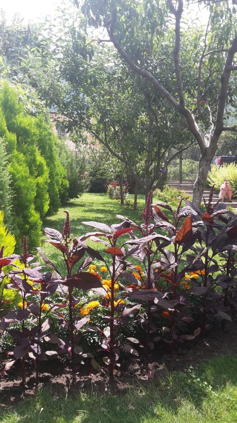 Къща за гости Кюркчиеви - Снимка 11