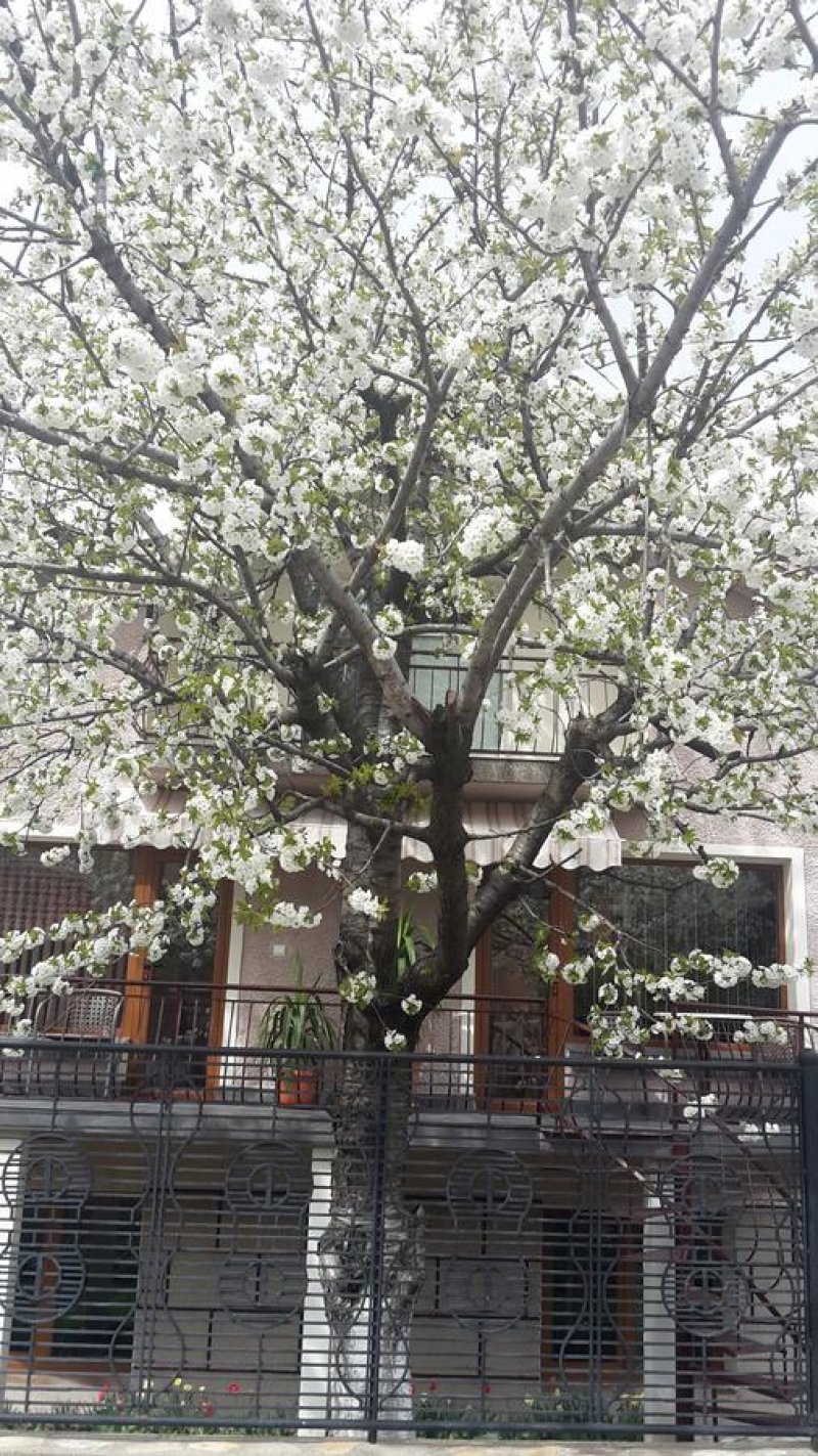 Къща за гости Кюркчиеви - Снимка 2