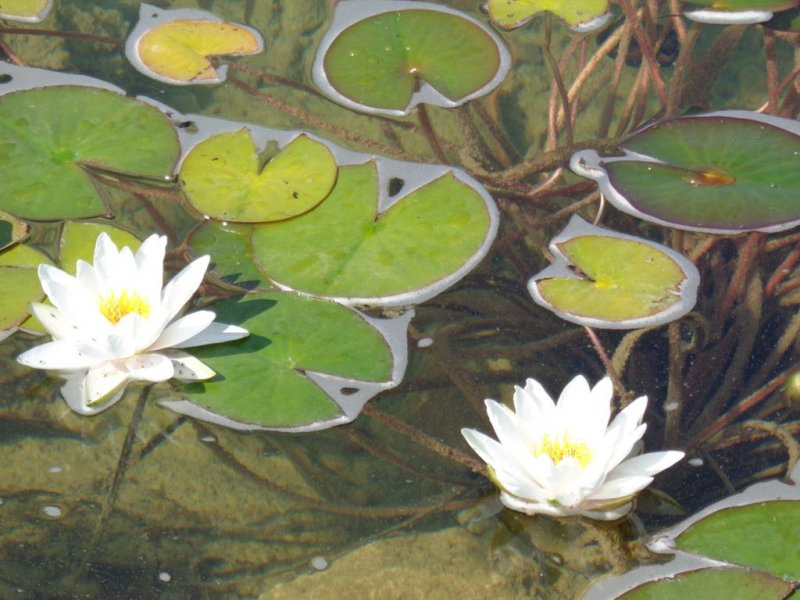 Комплекс Стара Плиска - Снимка 5