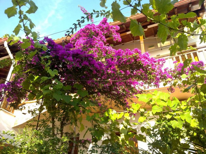 Hotel Alexandra - Снимка 5