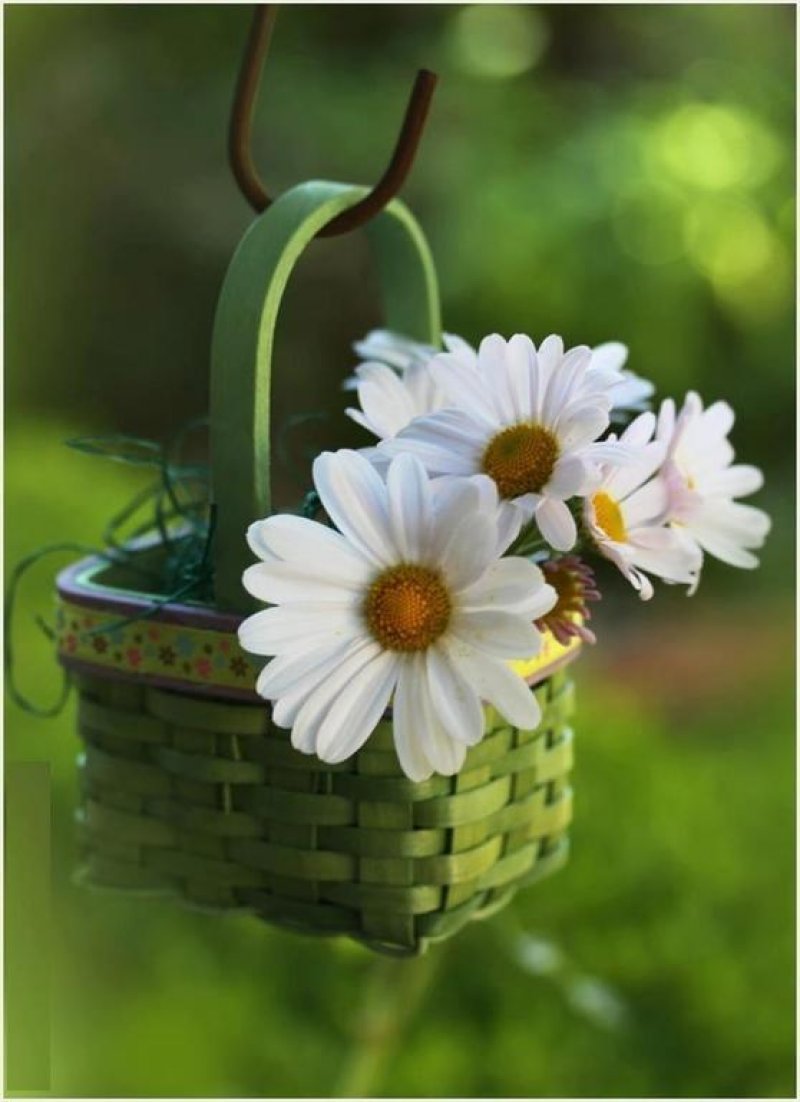 Hotel Alexandra - Снимка 11