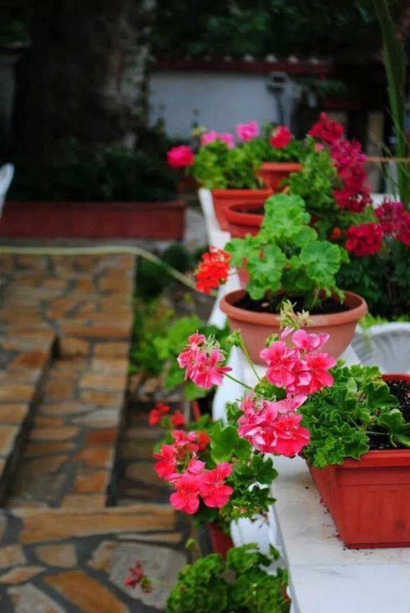 Хотел Елис - Снимка 8