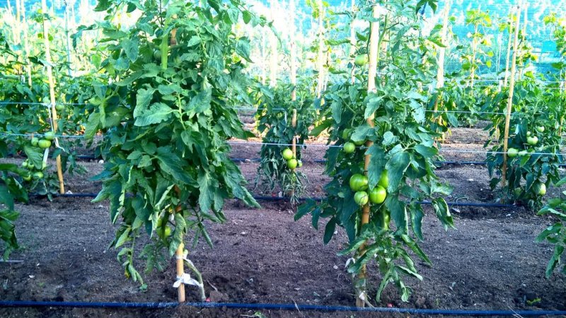 Rema Hotel - Снимка 2