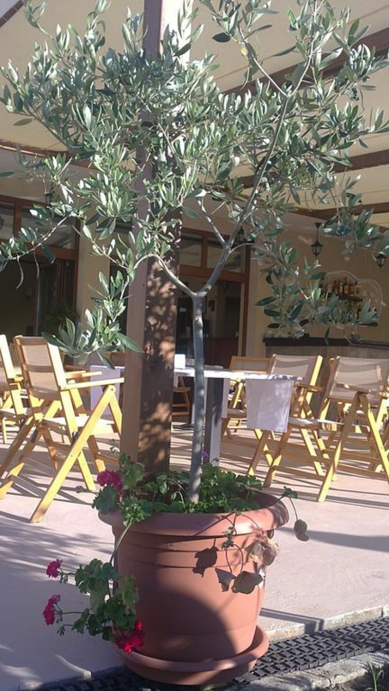 Хотел Музите - Снимка 5