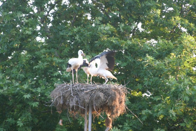 Еко хотел Букор Щепи - Снимка 1