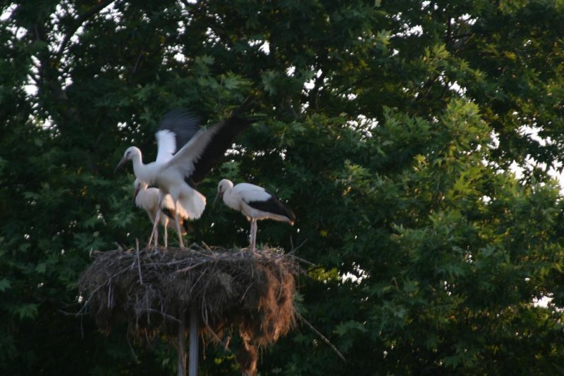 Еко хотел Букор Щепи - Снимка 8