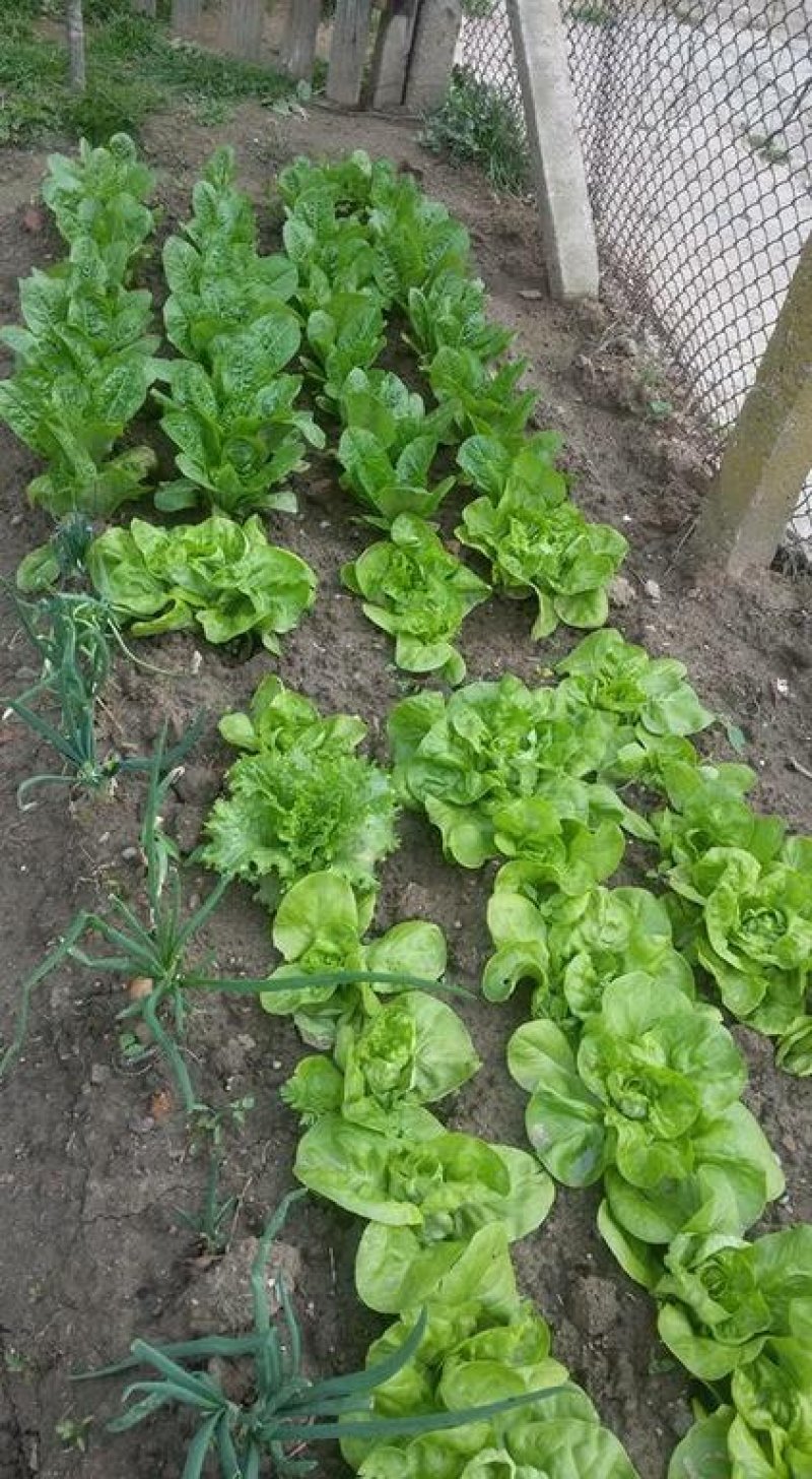 Еко хотел Букор Щепи - Снимка 11