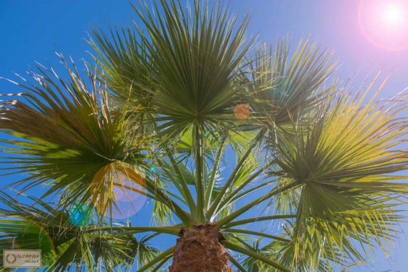 Olympion Village - Снимка 7