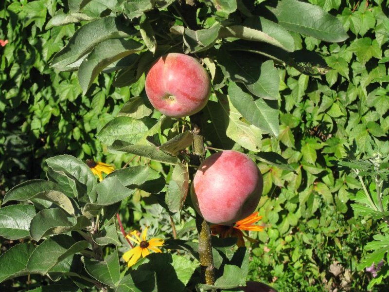 Къщи за гости Чардака - Снимка 4