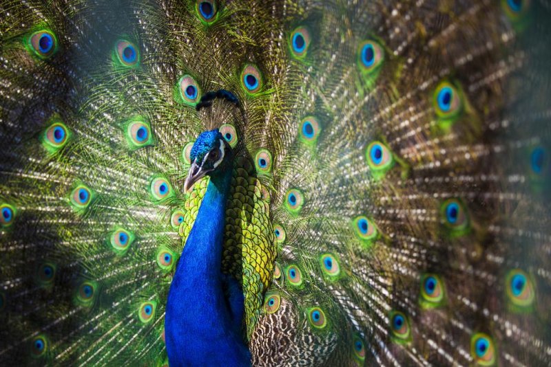 Club Hotel Turan Prince World - Снимка 4