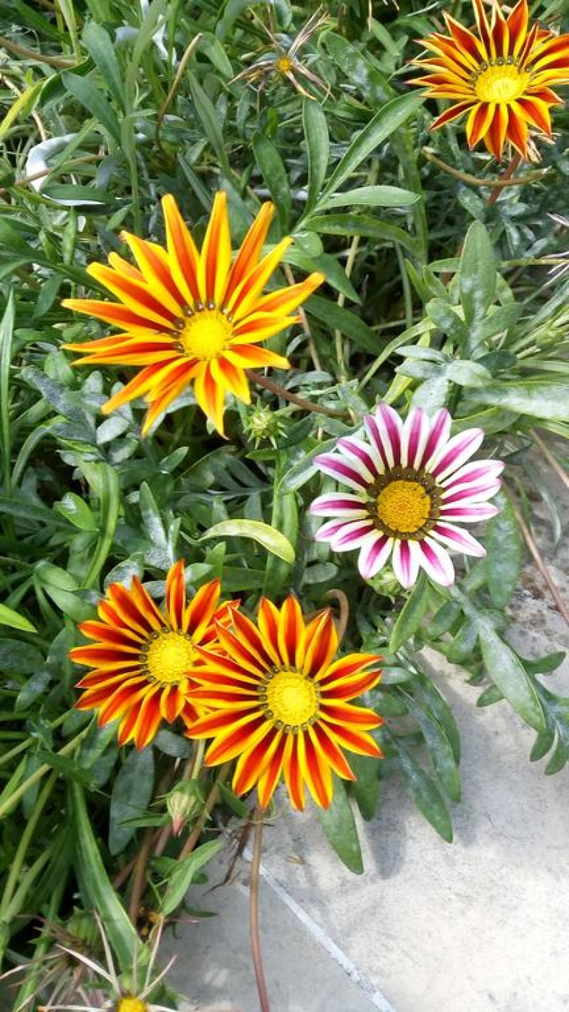 Вила Калин - Снимка 2