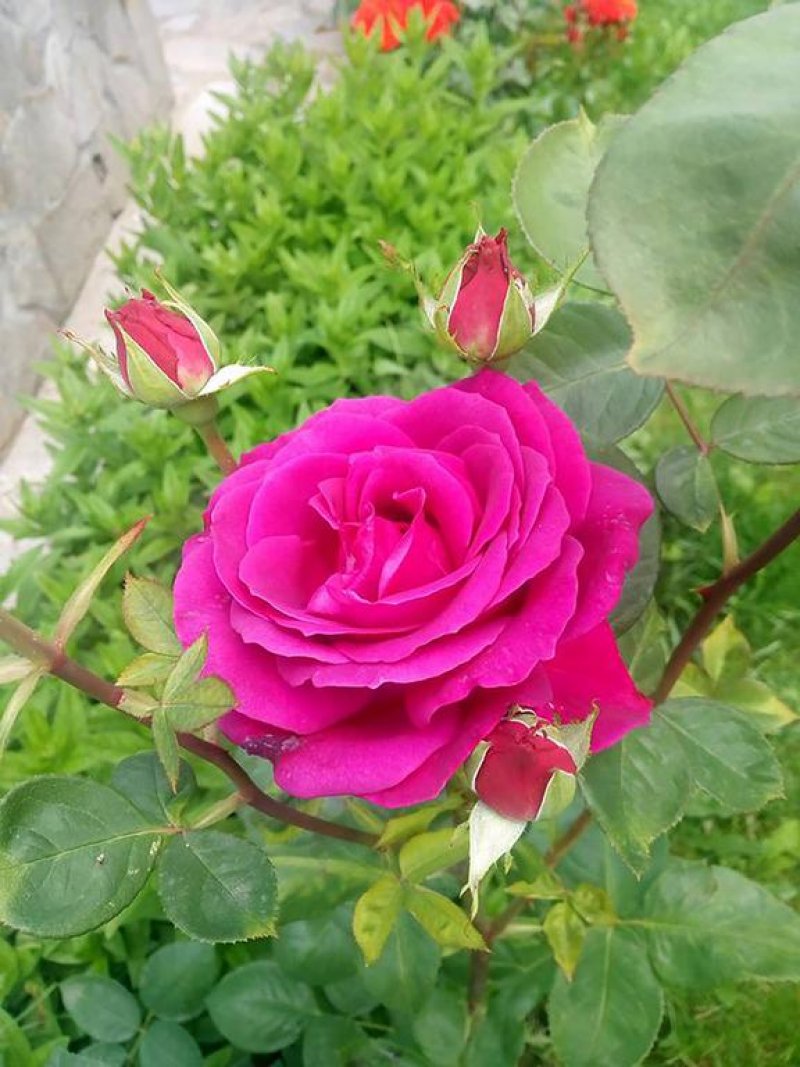 Вила Калин - Снимка 9