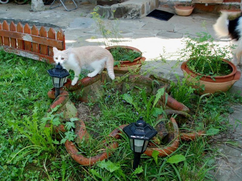 Къща за Гости Четирите Бора - Снимка 7