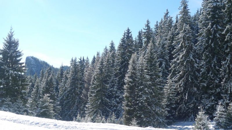 Хотел Елица - Снимка 7